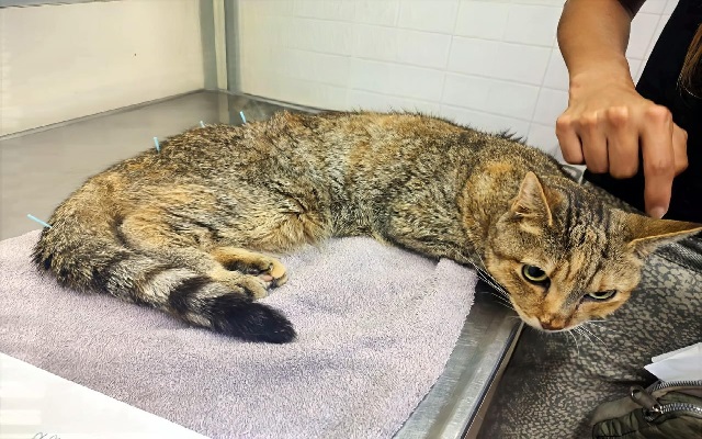 Acupuntura del Hospital Escuela de Ciencias Veterinarias