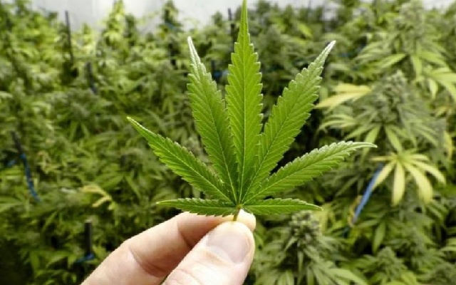 Cannabis medicinal: