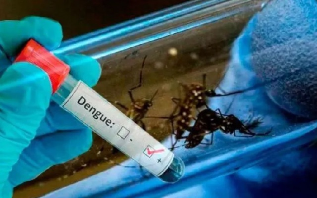 Dengue mosquitos y frío