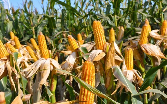 La Argentina tiene el maíz con la menor huella ambiental del mundo
