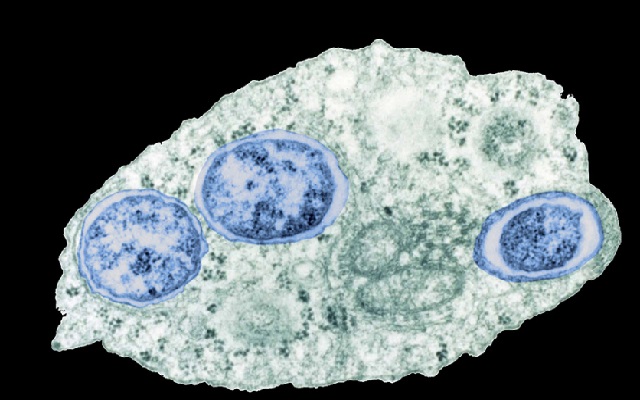 Wolbachia contra el Dengue